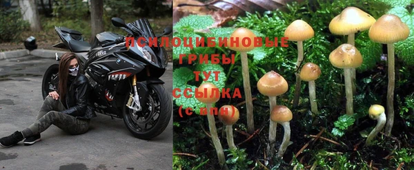 шишки Алзамай